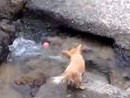 Video Of Cute Dog Playing ‘river Fetch’ By Itself Goes Viral