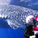 Whale Sharks Rescued From Captivity In Maluku