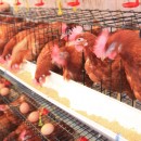 What Does Cage-Free Really Mean For Chickens?