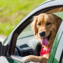 You Can Legally Smash The Window Of A Hot Car To Save A Dog In These States | Care2 Causes