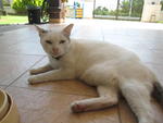 Mr Tough Guy 'The Mafia King', the 'Bouncer', the 'Protector' of the lot, our 3rd Cat SNOWIE