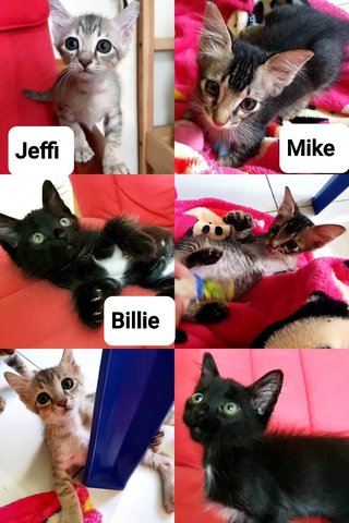 Billie, Jeffi And Mike - Domestic Short Hair Cat