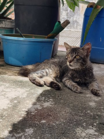 Grey Kitten For Adoption - Domestic Medium Hair Cat