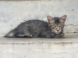 Grey Kitten For Adoption - Domestic Medium Hair Cat
