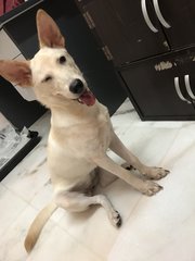 Feifei - Labrador Retriever Mix Dog