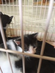 (Urgent!) Nera &amp; 4 Babies  - Domestic Short Hair Cat