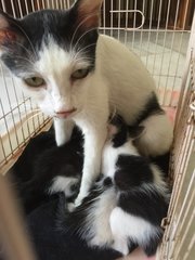 (Urgent!) Nera &amp; 4 Babies  - Domestic Short Hair Cat