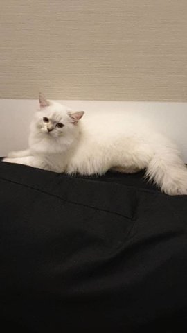 Lemony - Domestic Long Hair Cat