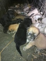 7 Babies  - Mixed Breed Dog