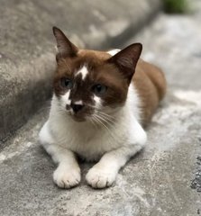 Maggi  - Domestic Short Hair Cat