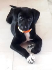 Beta - Labrador Retriever Dog