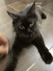 Chanel - Persian Cat