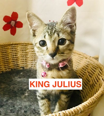 King Julius - A Sassy And Manja Boi - Domestic Short Hair Cat