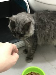 Stormy - Persian + Domestic Long Hair Cat