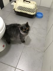 Stormy - Persian + Domestic Long Hair Cat