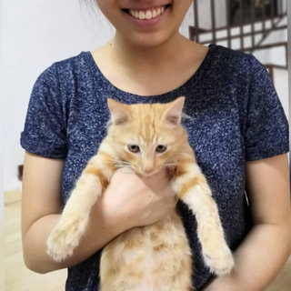 Nutmeg - Domestic Medium Hair Cat