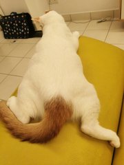 Charcoal &amp; Copper - Domestic Short Hair Cat