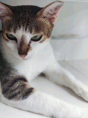 Haku - Domestic Short Hair Cat