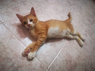 Cheetos - Domestic Short Hair Cat