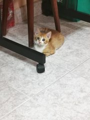 Cheetos - Domestic Short Hair Cat