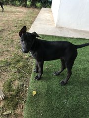 Boey &amp; Siblings - Mixed Breed Dog