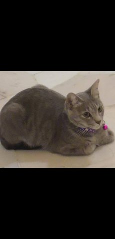 Candy  - Domestic Short Hair Cat