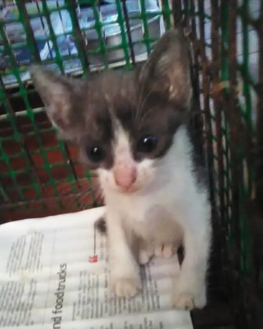 Kecik (Molek's Kitten) (White &amp; Gray) - Domestic Short Hair Cat