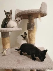 Kittens 5 Months Old. As Pair Only.  - Domestic Short Hair Cat