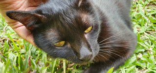 Nila ( The Beautiful One ) - Domestic Medium Hair Cat