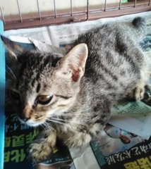 Tossy (Brown) - Kitten - Domestic Short Hair Cat