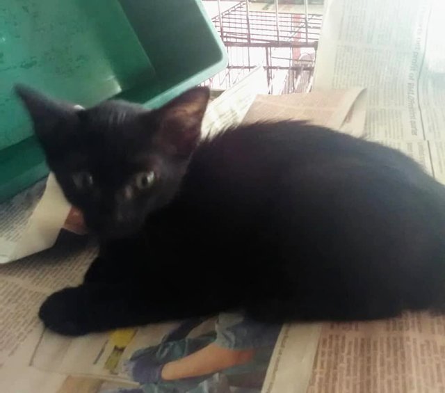Hawk (Black) - Kitten - Domestic Short Hair Cat