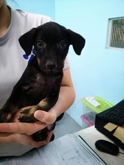 Solar - Labrador Retriever Dog