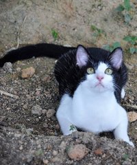 Blanca, Mowgli &amp; Piloutte - Domestic Short Hair Cat