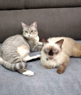 Mandy And Simon - Domestic Short Hair Cat