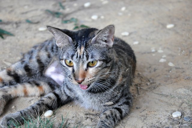 Tiger - Domestic Short Hair Cat