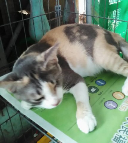 Cinta (1 Eye - Tricolor) - Domestic Short Hair Cat