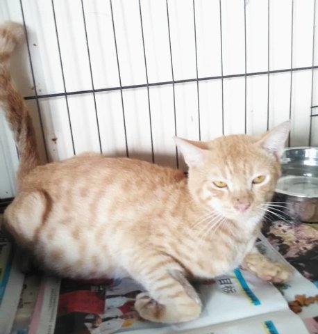 Jigo Stripe (Orange) - Domestic Short Hair Cat