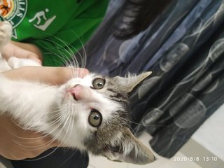 Kipo,san,kordeck - Domestic Short Hair Cat