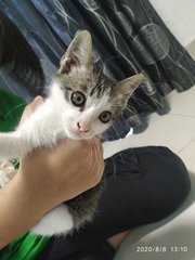 Kipo,san,kordeck - Domestic Short Hair Cat