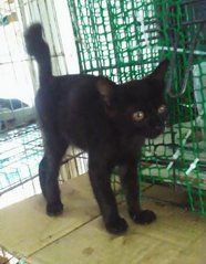 Yoyo (Black) - Domestic Short Hair Cat