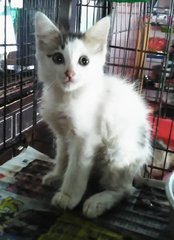 Kiki (Black &amp; White) - Domestic Short Hair Cat