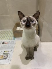 Tomyum - Domestic Short Hair Cat