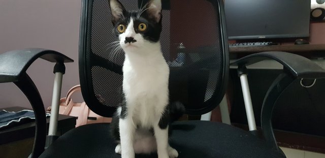 Momo - Tuxedo Cat