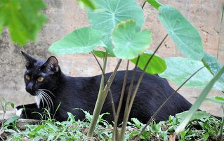 Orca - Domestic Medium Hair Cat