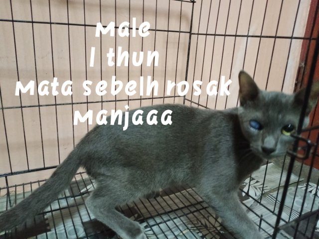 Grey - Domestic Medium Hair Cat