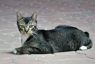 Molly - Domestic Short Hair Cat