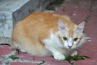 Mummy Souffle - Domestic Long Hair Cat