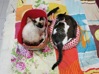 Two Special Cats - Domestic Short Hair + Domestic Medium Hair Cat