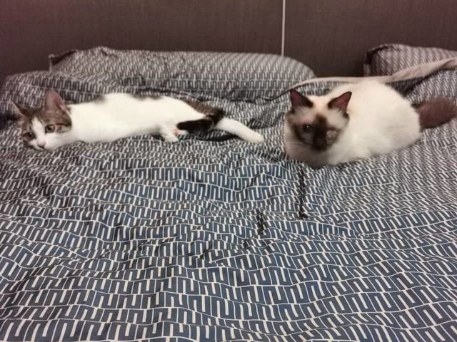Two Special Cats - Domestic Short Hair + Domestic Medium Hair Cat