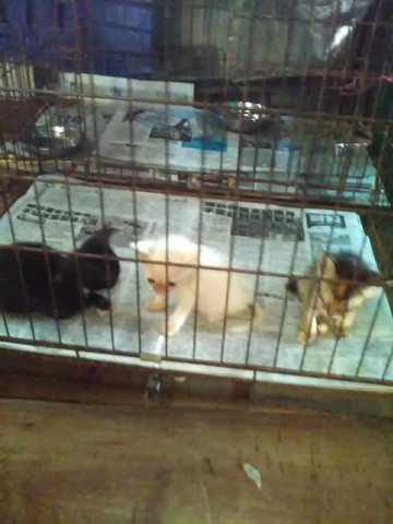 Balik Pulau 3 Kittens - Domestic Short Hair Cat